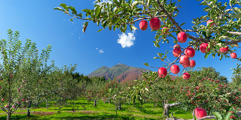 青森県弘前市の岩木山とリンゴ畑
